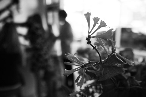 Bokay Studio Pierre Flower shop